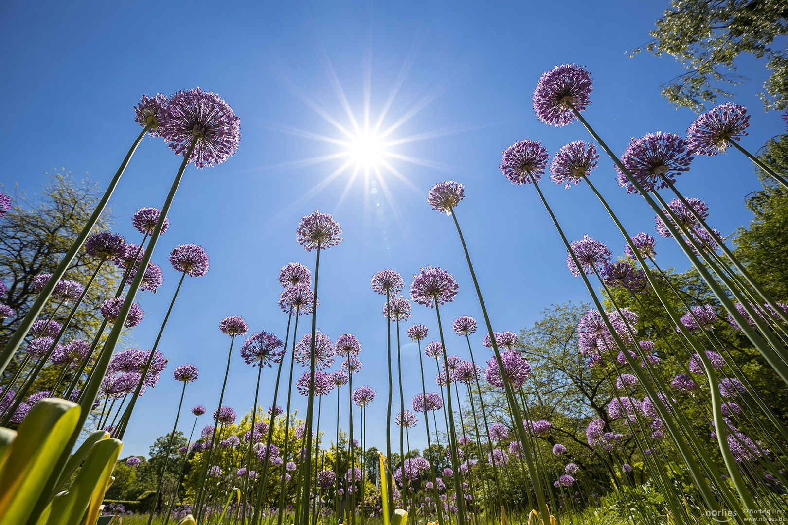 Allium giganteum in der Sonne