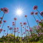 Allium giganteum in der Sonne