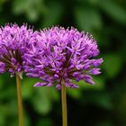 Allium giganteum (Riesen-Lauch) 