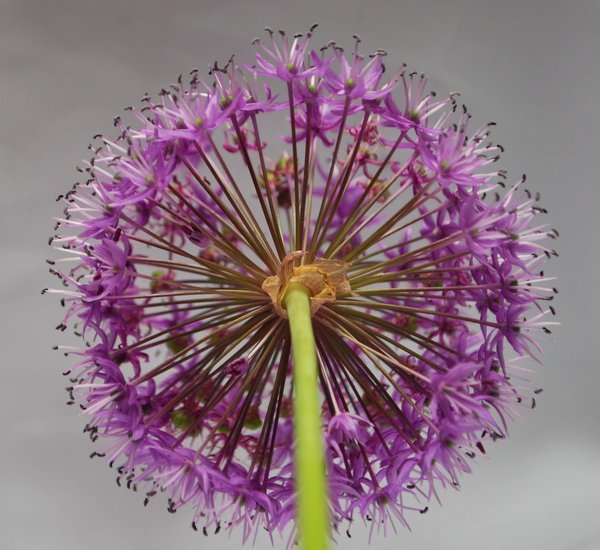 Allium gigantum I