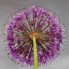 Allium gigantum I