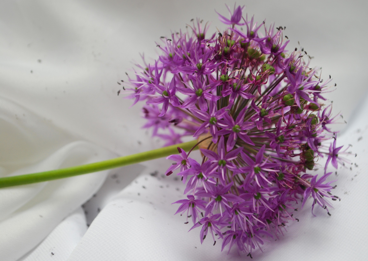 Allium gigantum II