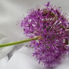 Allium gigantum II