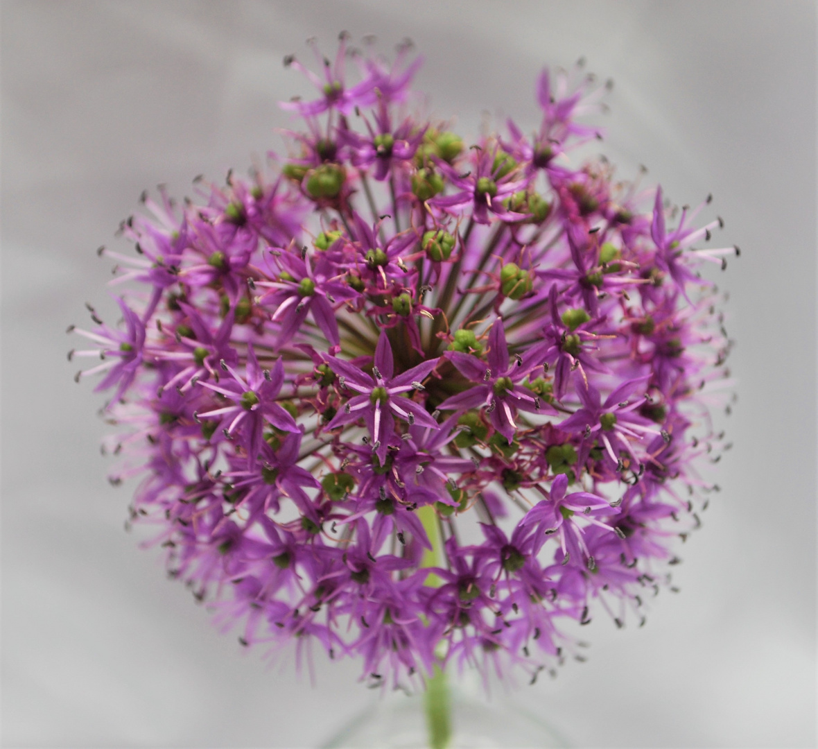 Allium gigantum III