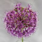 Allium gigantum III