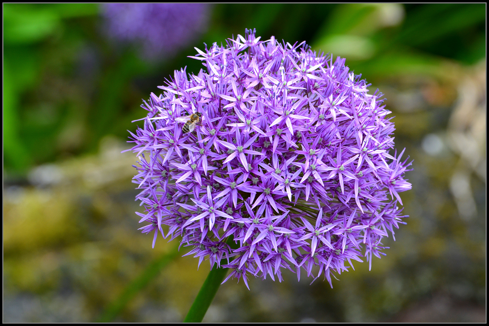 Allium 'Globemaster'