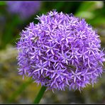 Allium 'Globemaster'