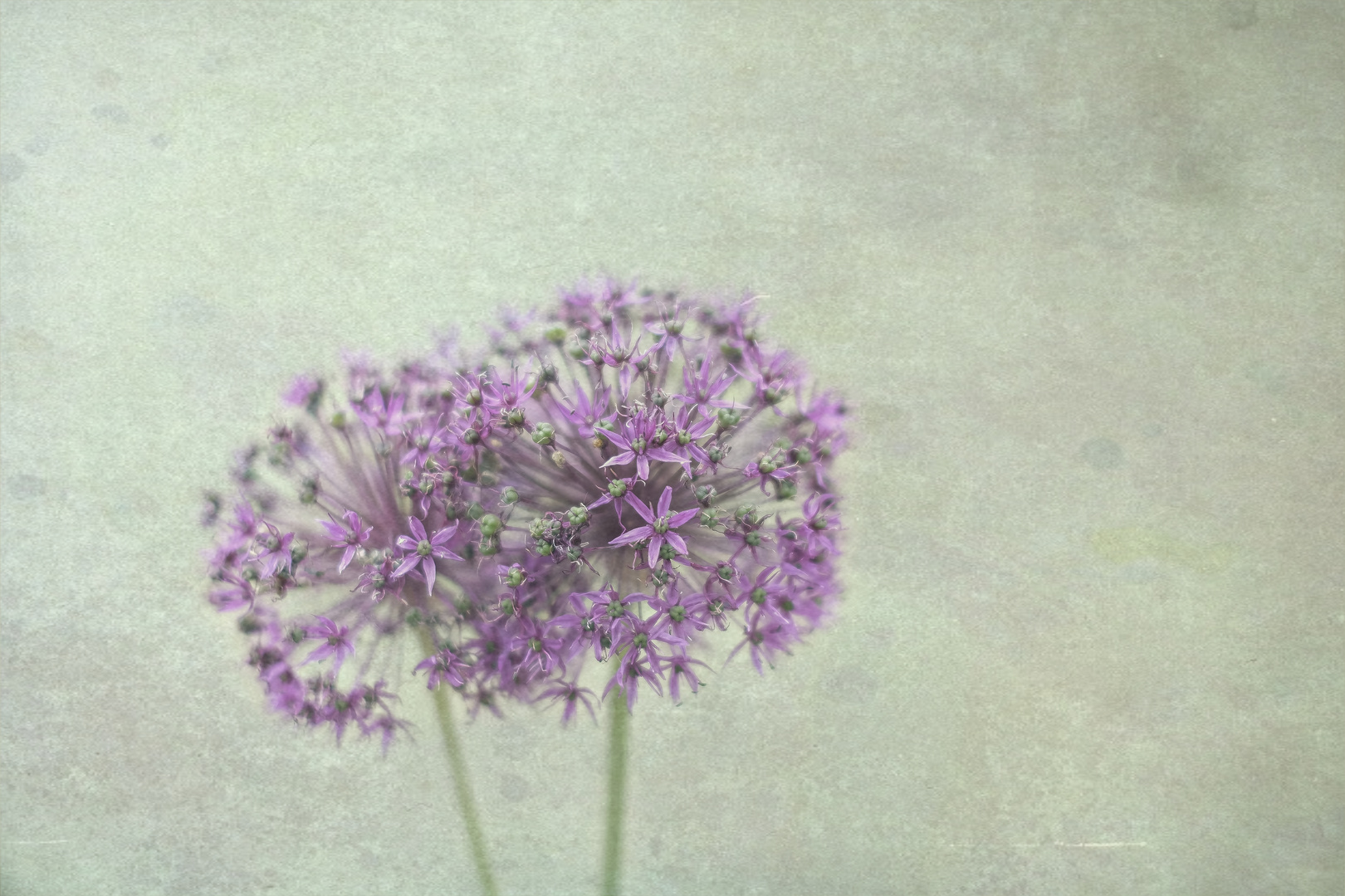 Allium hollandicum - Edit