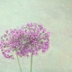 Allium hollandicum - Edit