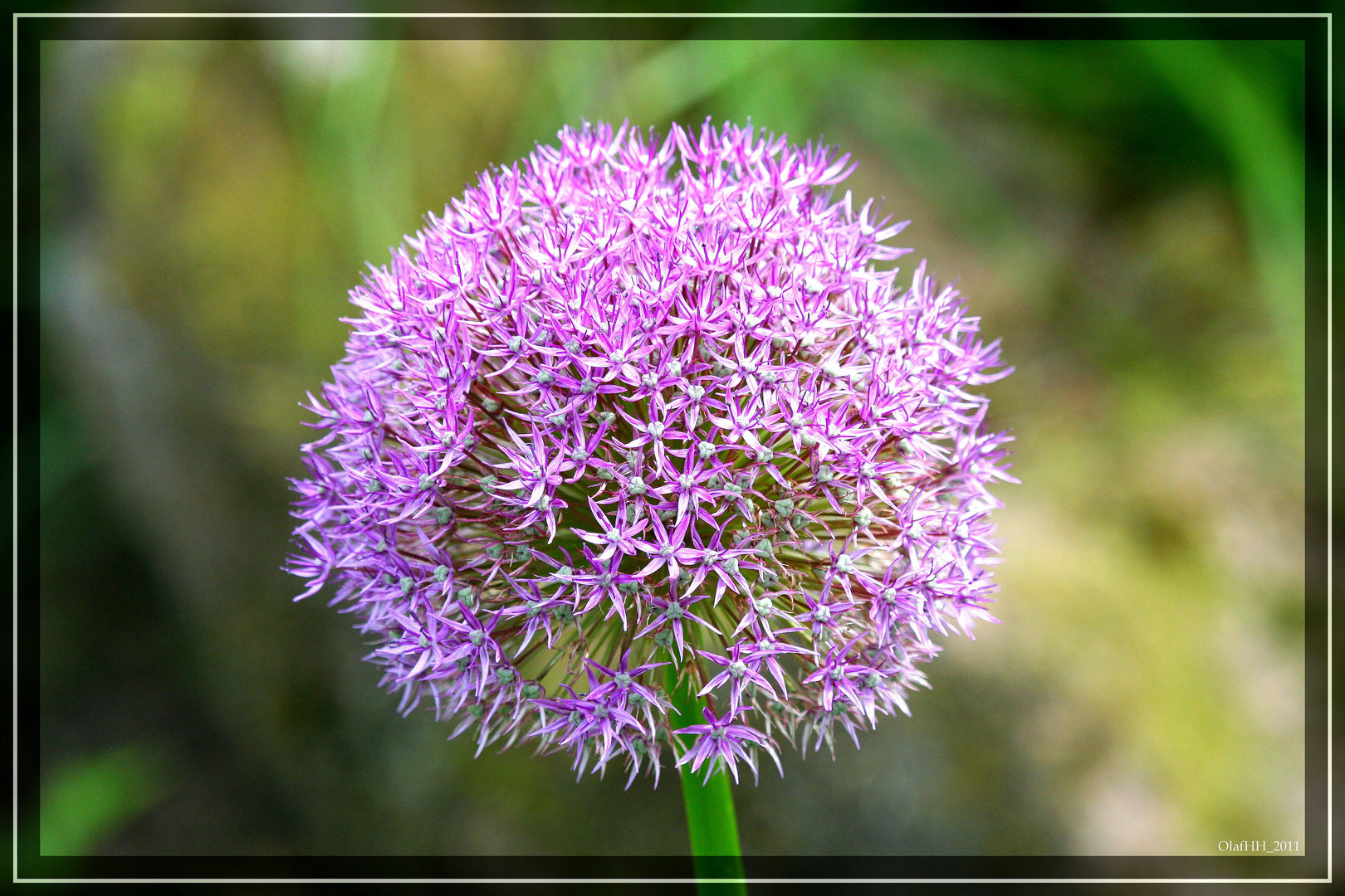 Allium Hybride