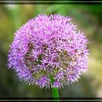 Allium Hybride