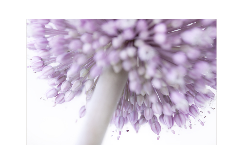 Allium I