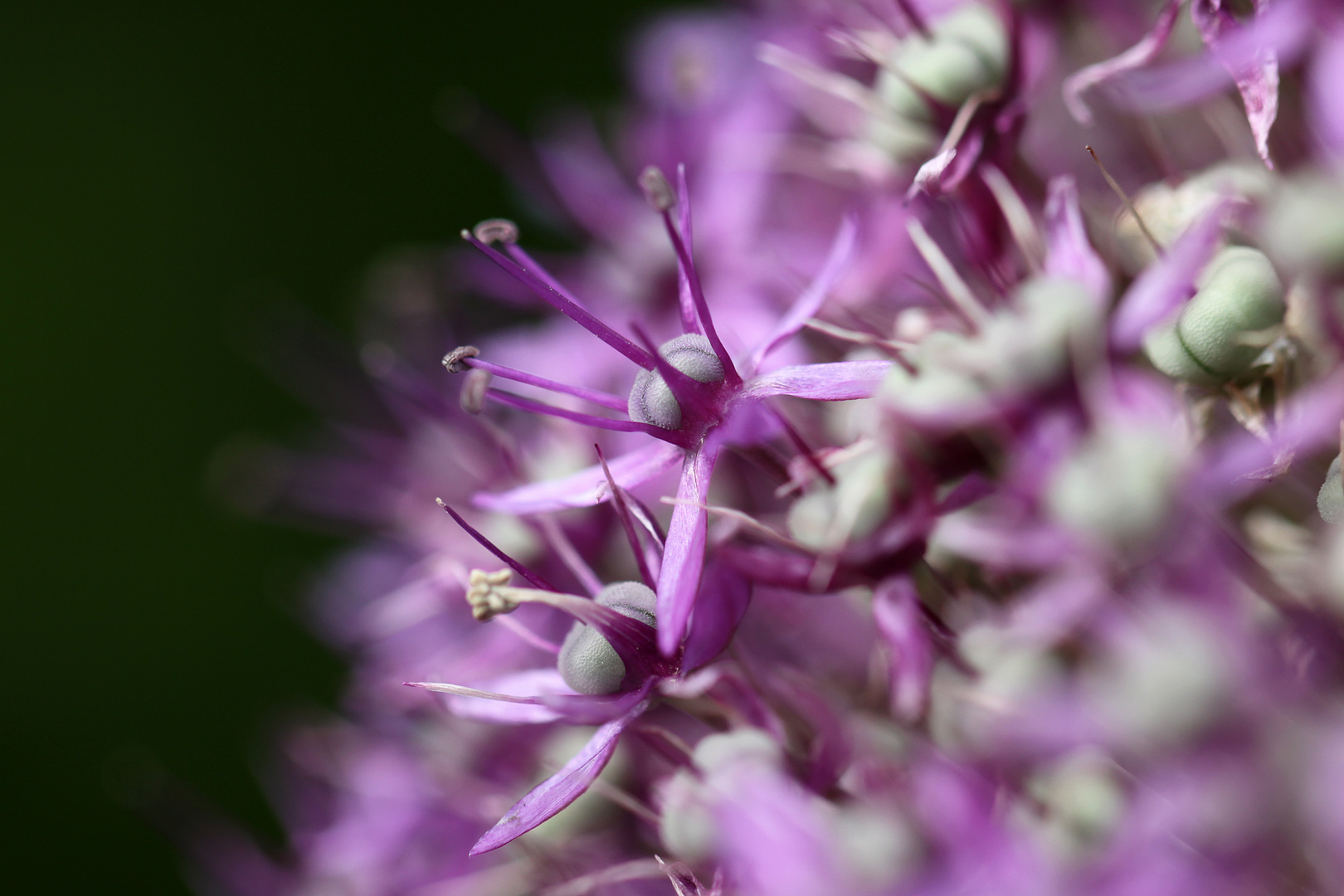 Allium II