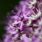 Allium II