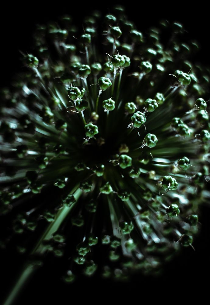 Allium II