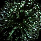 Allium II