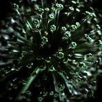 Allium II