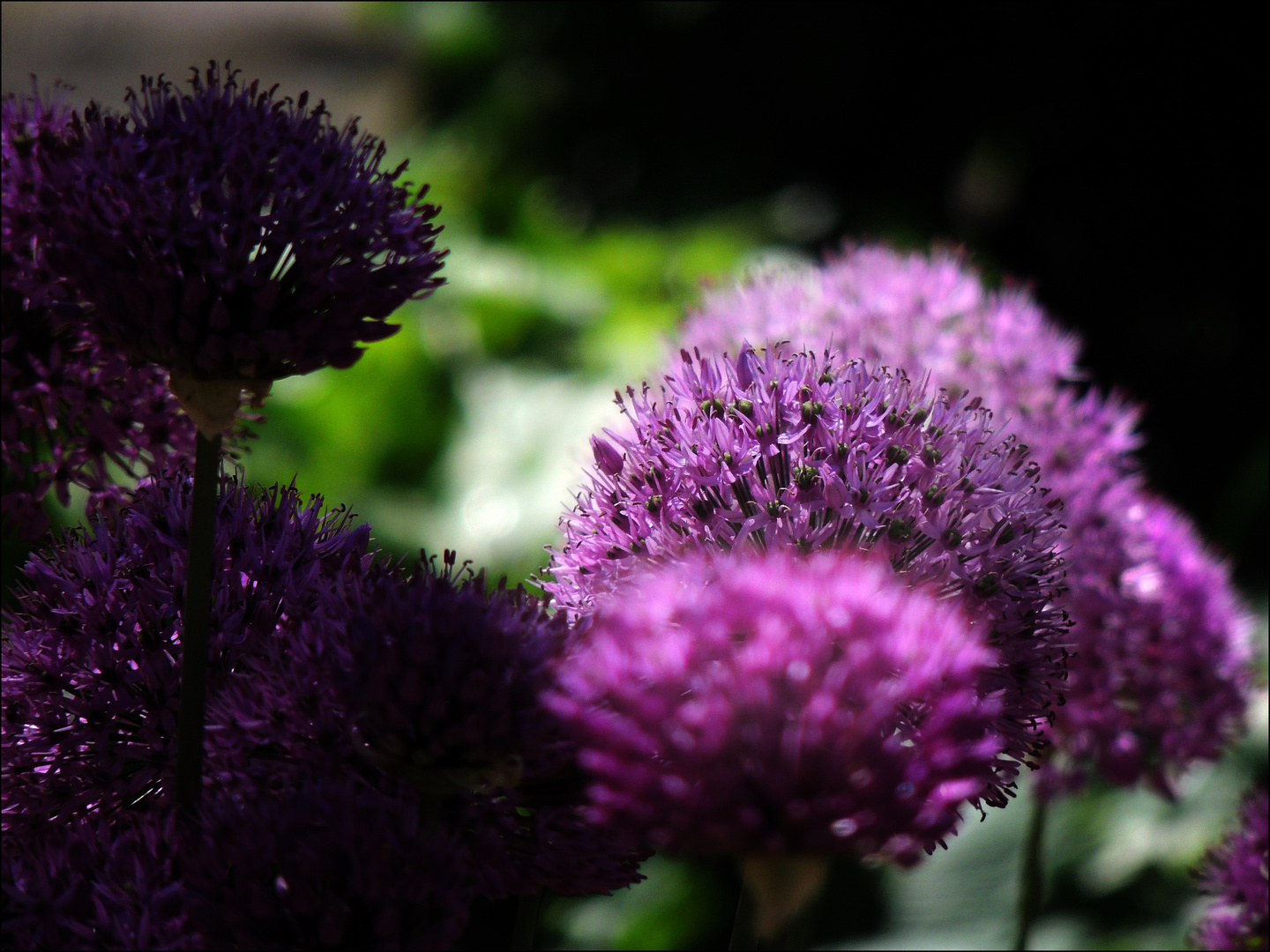 Allium im Abendlicht