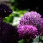 Allium im Abendlicht