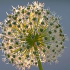 Allium im Abendlicht