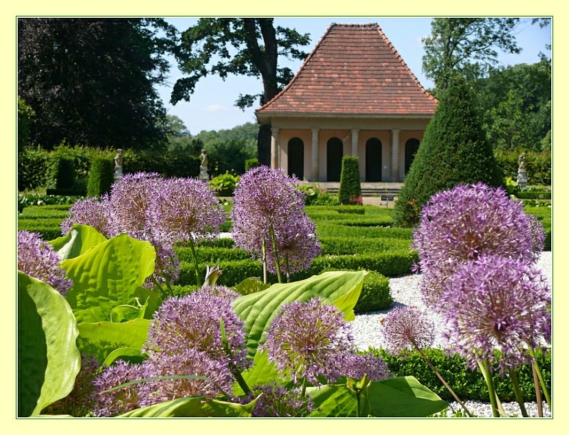 Allium im Barockgarten von Schloss Wolfsburg