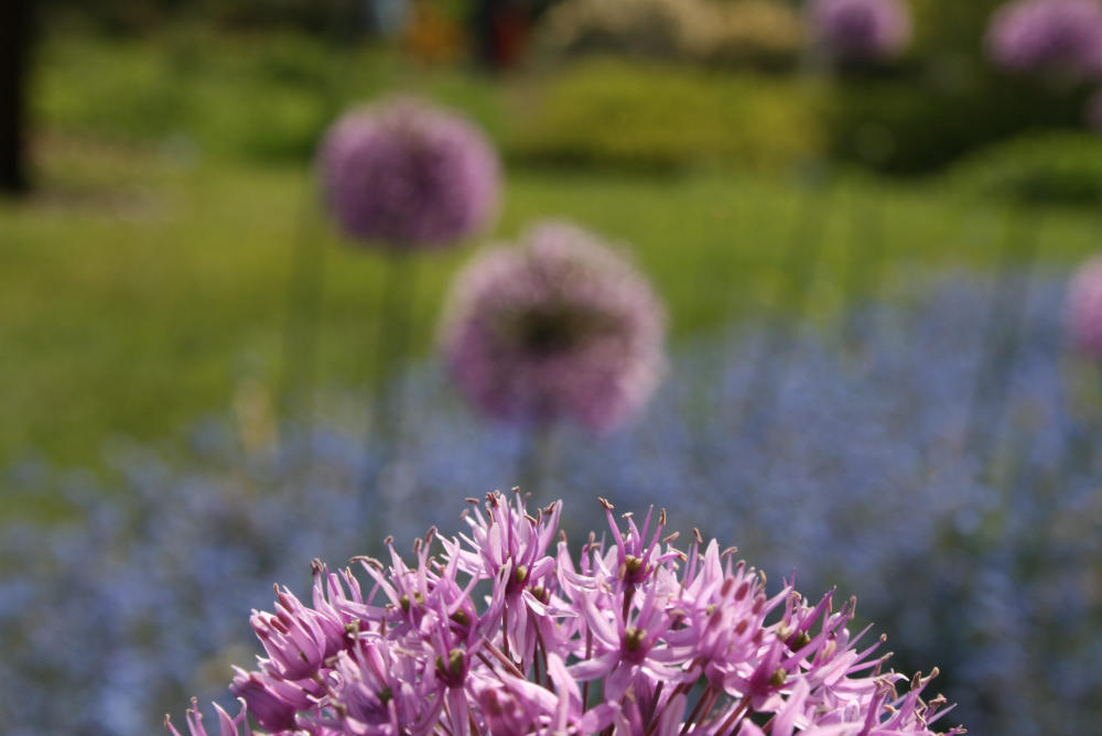 Allium im Farbenrausch