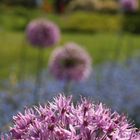 Allium im Farbenrausch