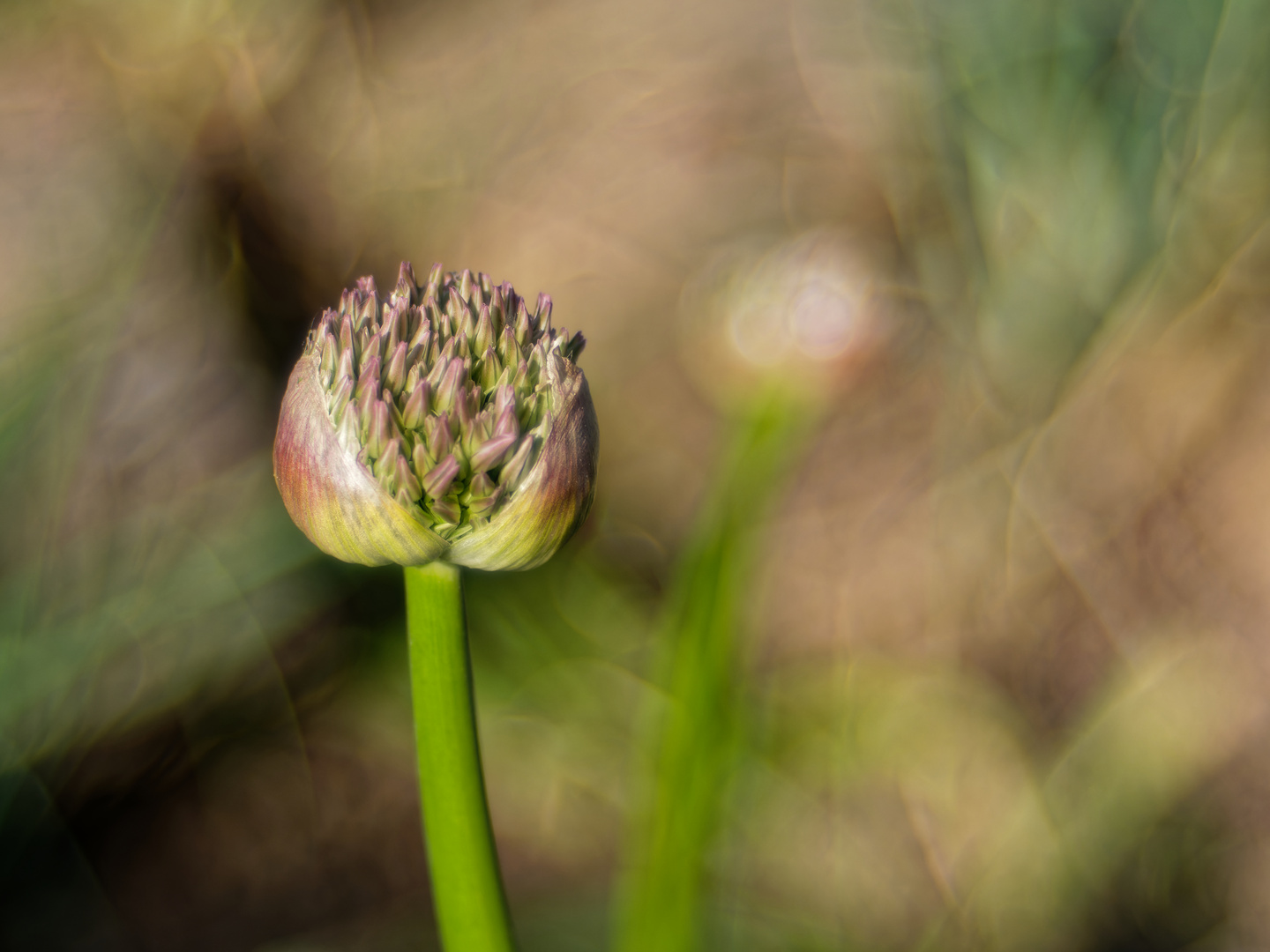 Allium im Frühling Foto & Bild natur, pflanzen, blüten Bilder auf