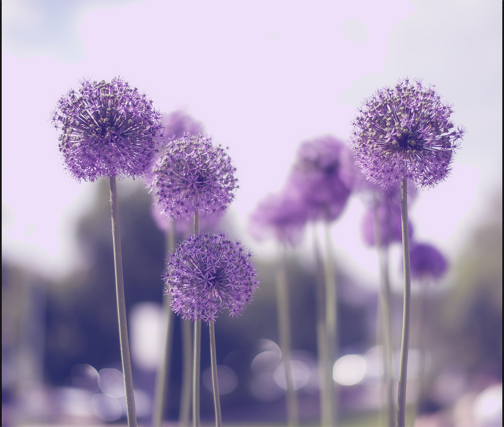 Allium im Garten