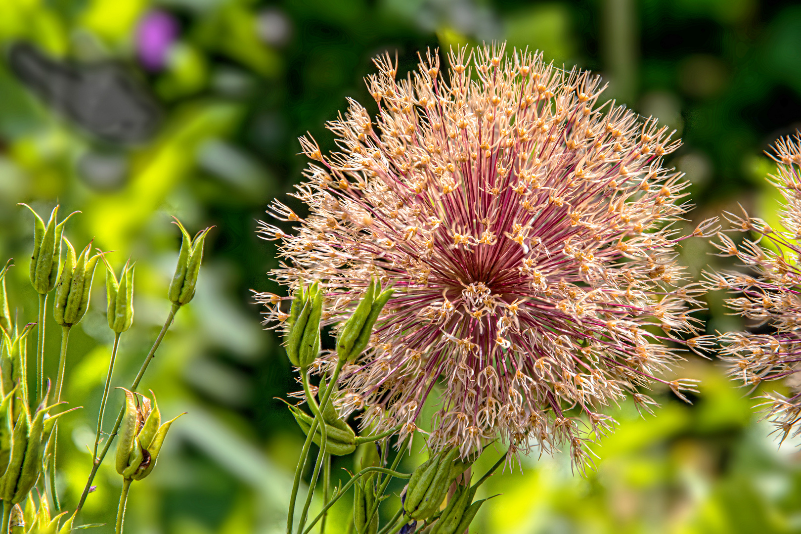 Allium im Herbst