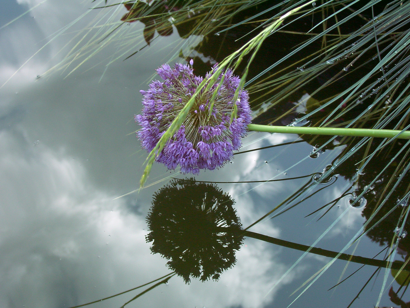 Allium im Himmel