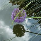 Allium im Himmel