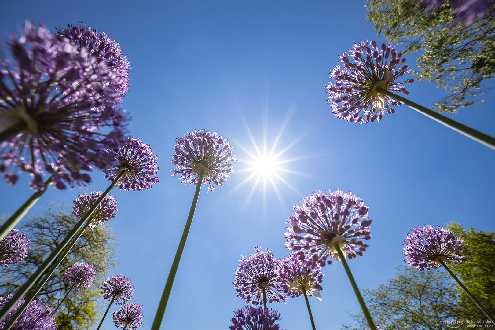 Allium in der Sonne