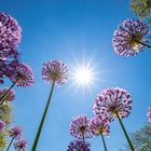 Allium in der Sonne