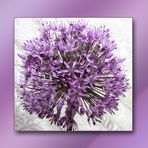 Allium in meiner Lieblingsfarbe