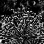 Allium in S/W