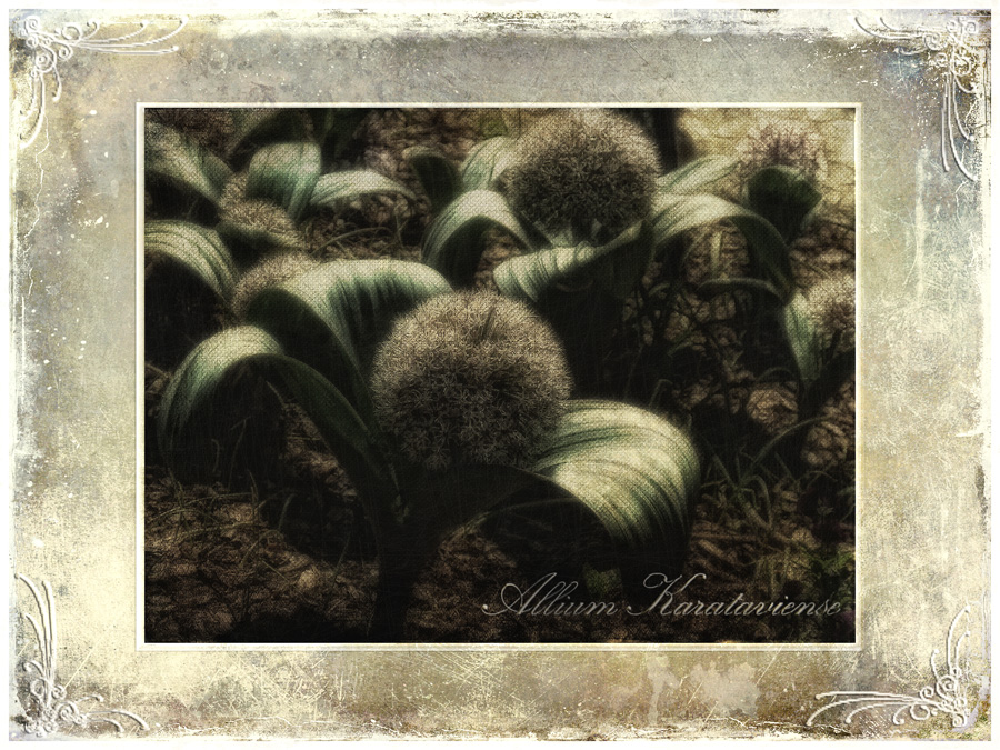 Allium karataviense...