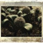 Allium karataviense...
