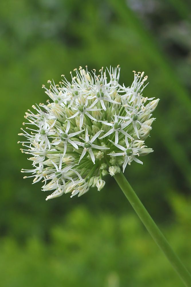Allium karataviense 'Ivory Queen' - Weißer Blauzungenlauch