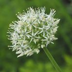 Allium karataviense 'Ivory Queen' - Weißer Blauzungenlauch