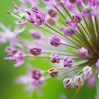 Allium kleine Sterne