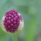 Allium Knospe