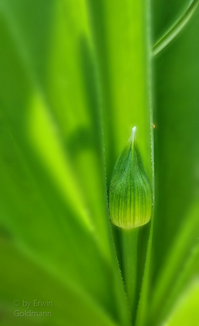 Allium Knospe im Mäntelchen