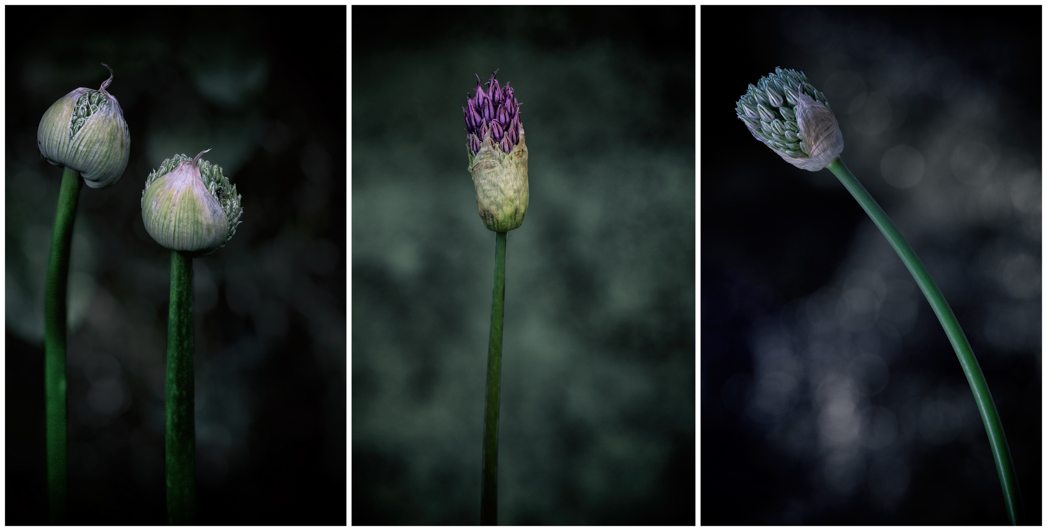 Allium- Knospen