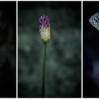 Allium- Knospen