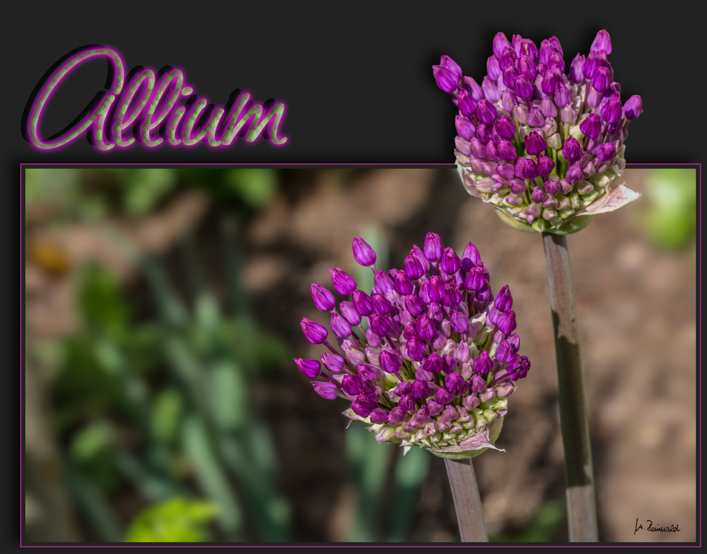 Allium knospig
