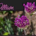 Allium knospig