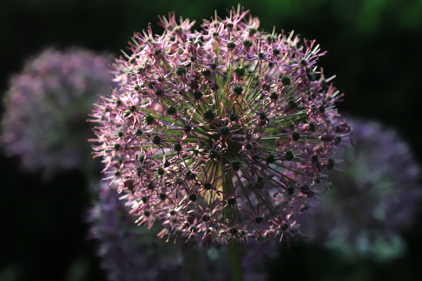 allium kugelblüte