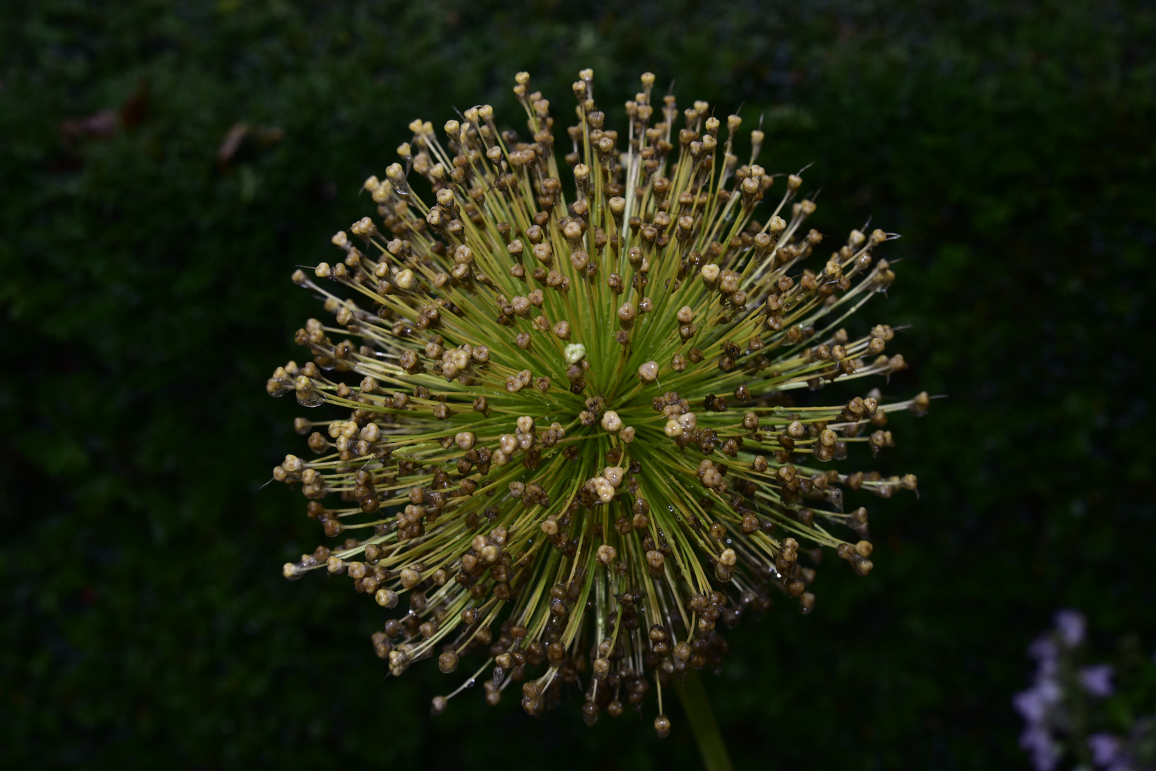 Allium - Kugellauch