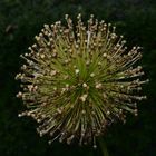 Allium - Kugellauch